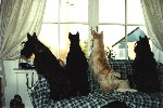 4 Scotties on lookout duty