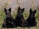 3 Scotties