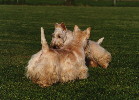 2 wheaten Scots playing