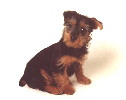 Silky pup van ong. 3 mnd.