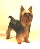 jonge Silky van ong. 1 jaar