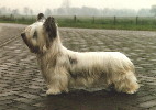 1 jaar oude Skye Terrier (blond)