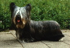 grijze Skye Terrier