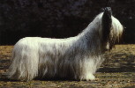 blonde Skye Terrier