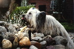 dorstige Skye